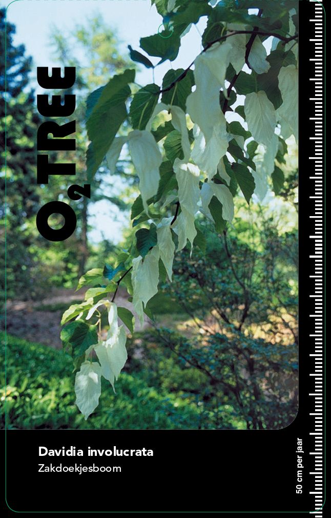 davidia-involucrata