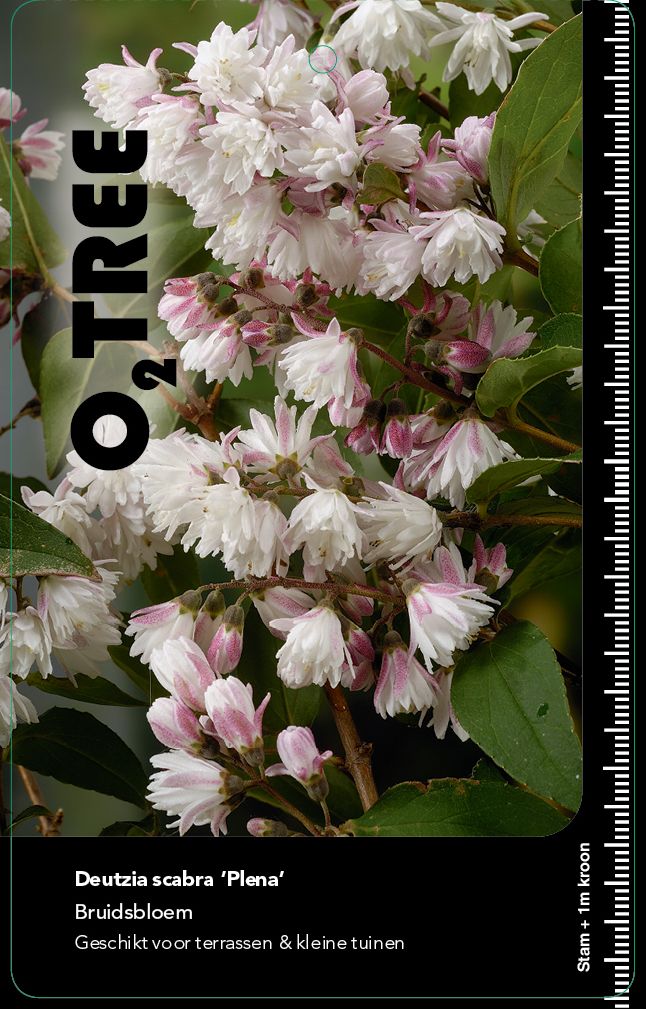 deutzia-scabra-plena