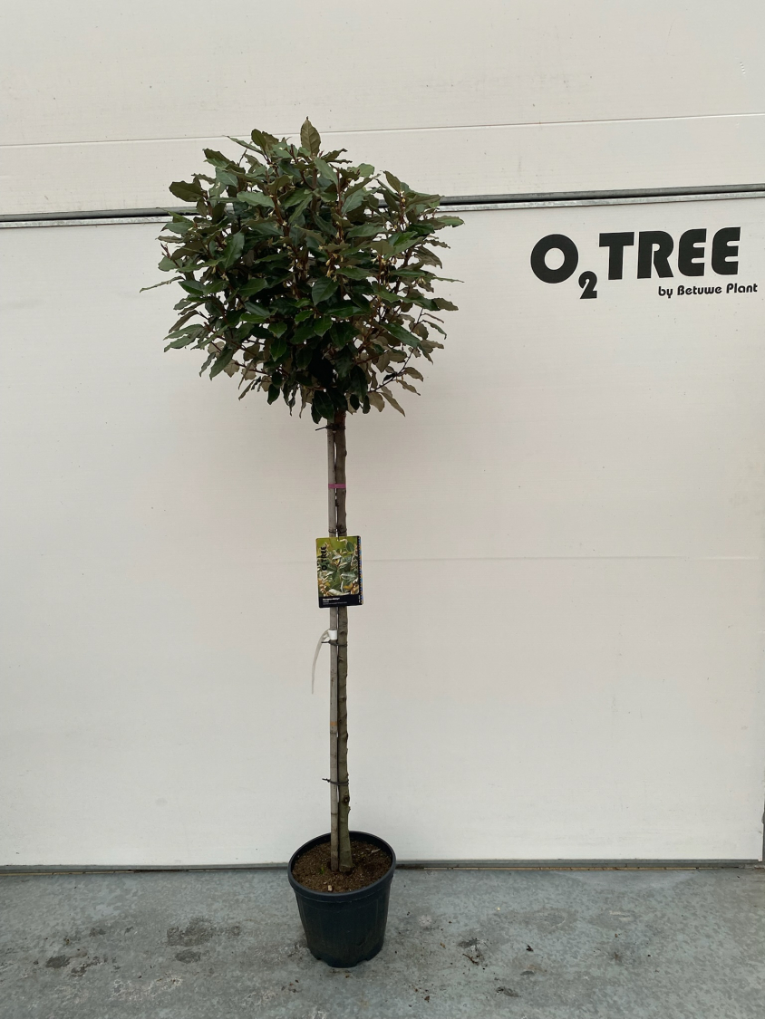 elaeagnus-ebbingei-c10-120cm