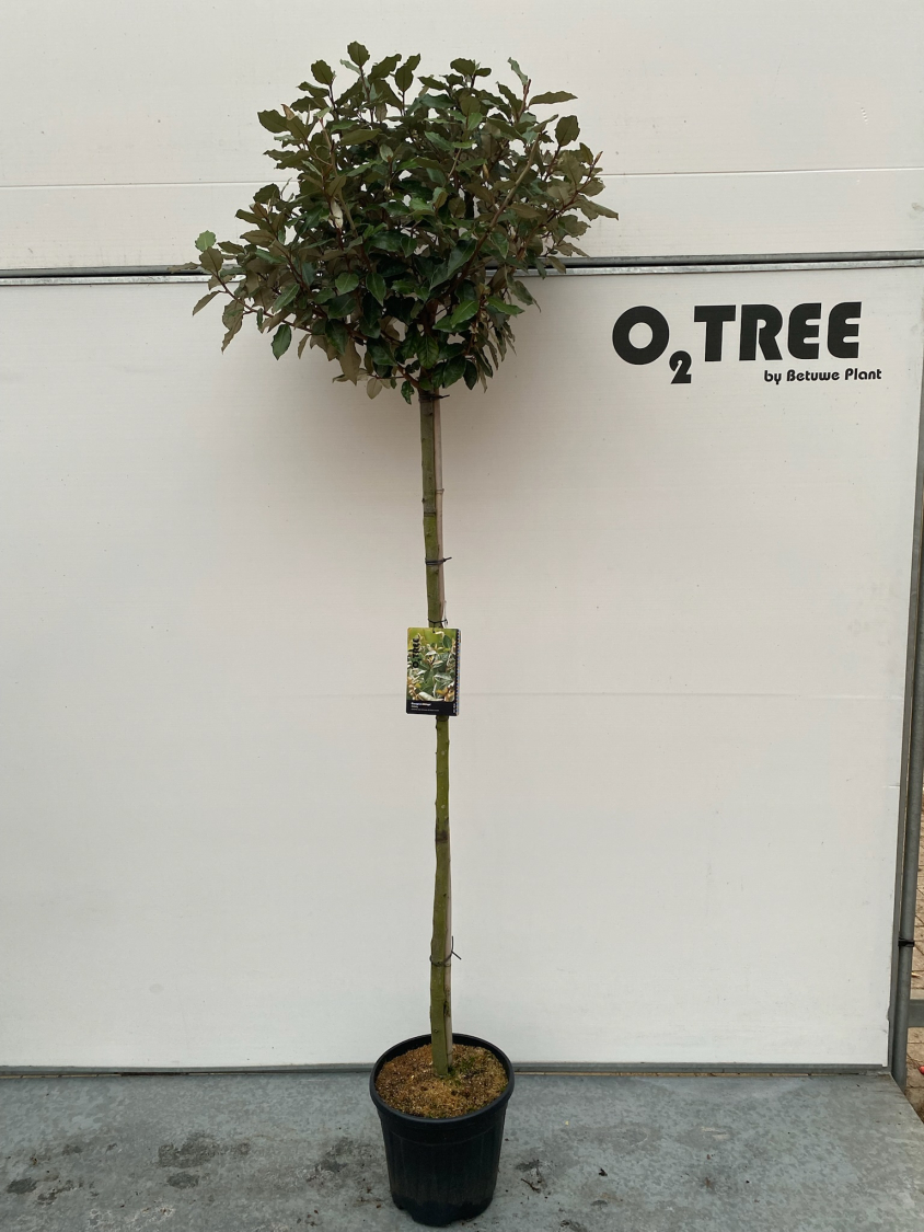 elaeagnus-ebbingei-c12-150cm