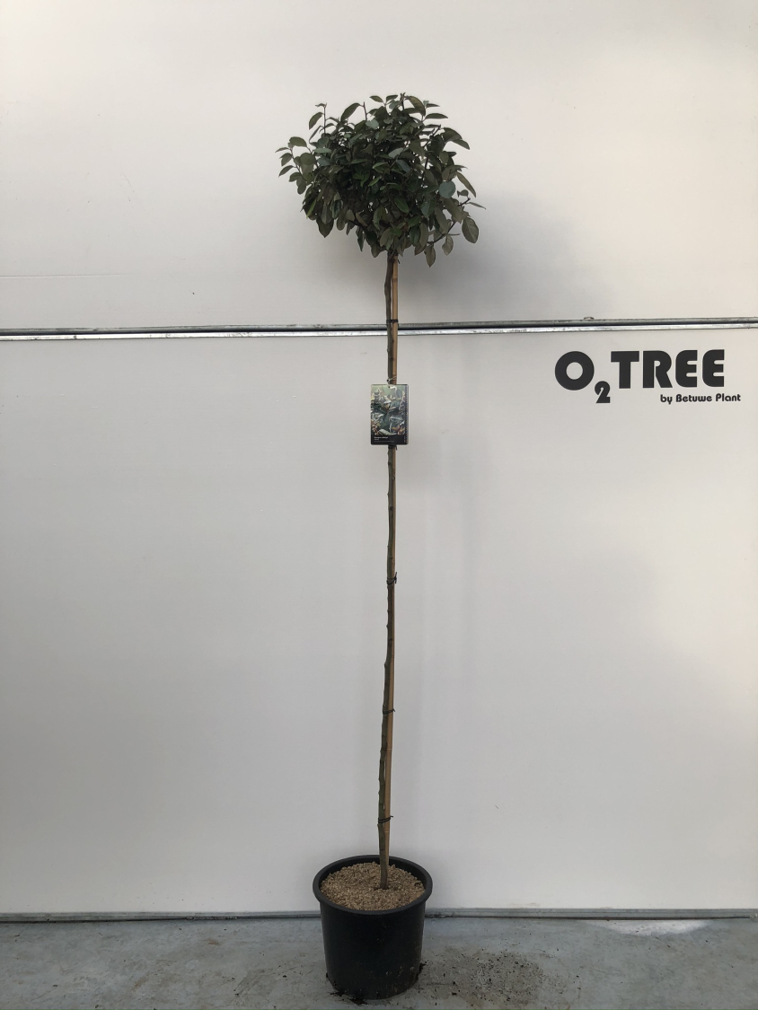 elaeagnus-ebbingei-c20-180cm