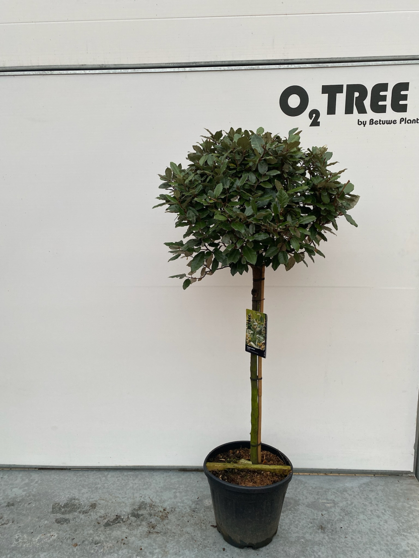 elaeagnus-ebbingei-c20-90cm--2-