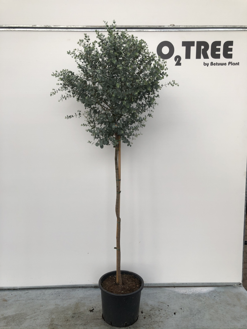 eucalyptus-gunnii-c10-90cm