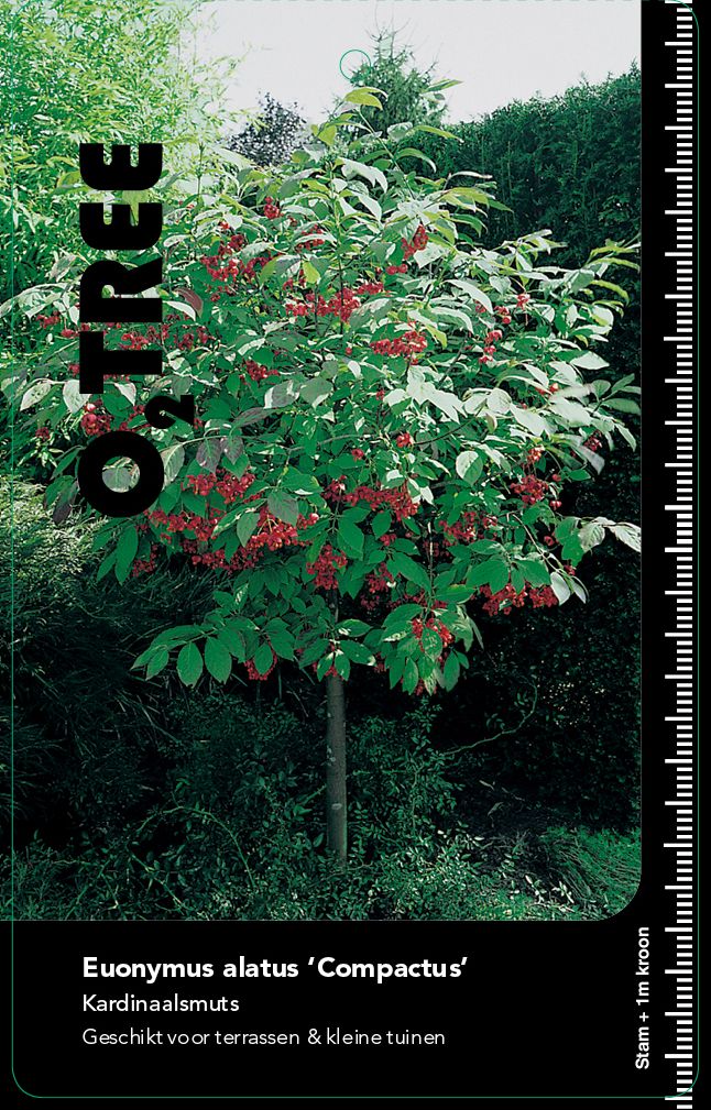 euonymus-alatus-compactus