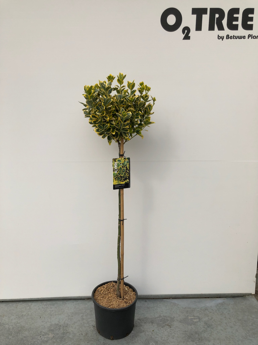 euonymus-japonicus--marieke--c10-90cm--2-