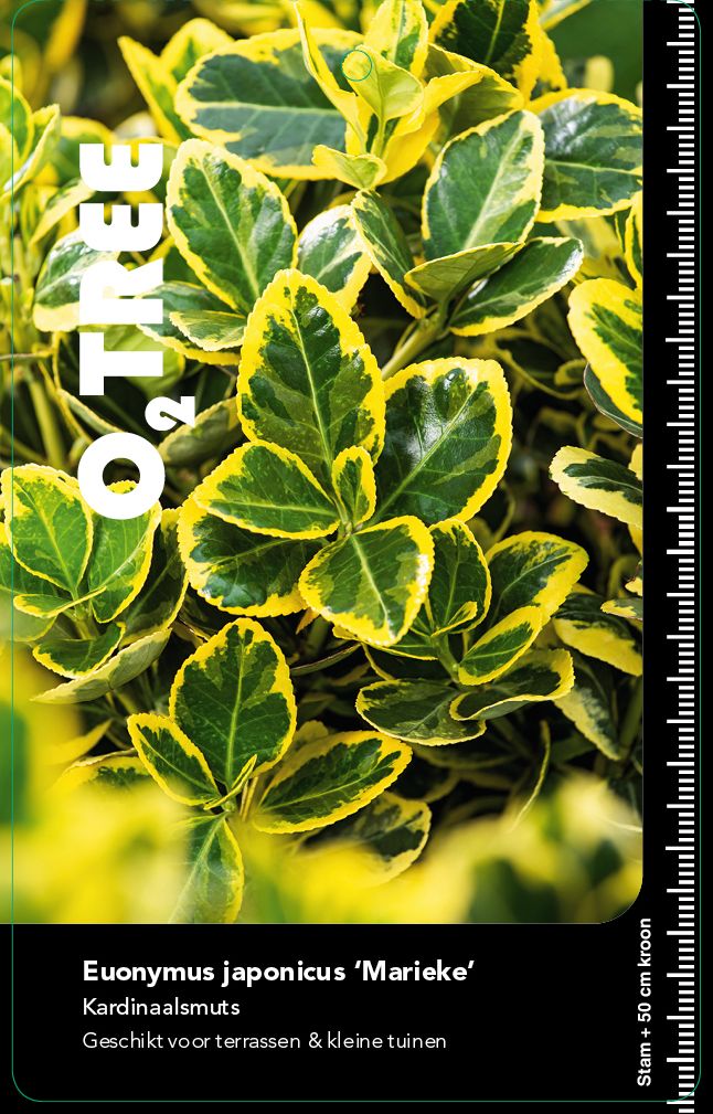 euonymus-japonicus-marieke