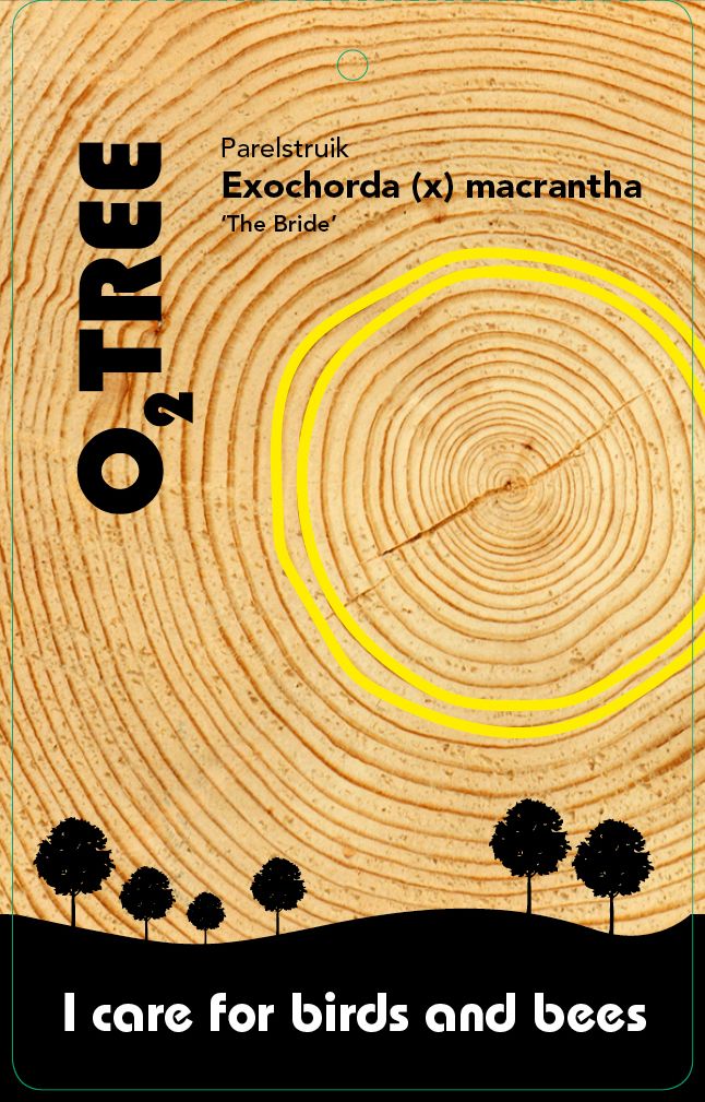 exochorda-macrantha-macrantha-the-bride-thema