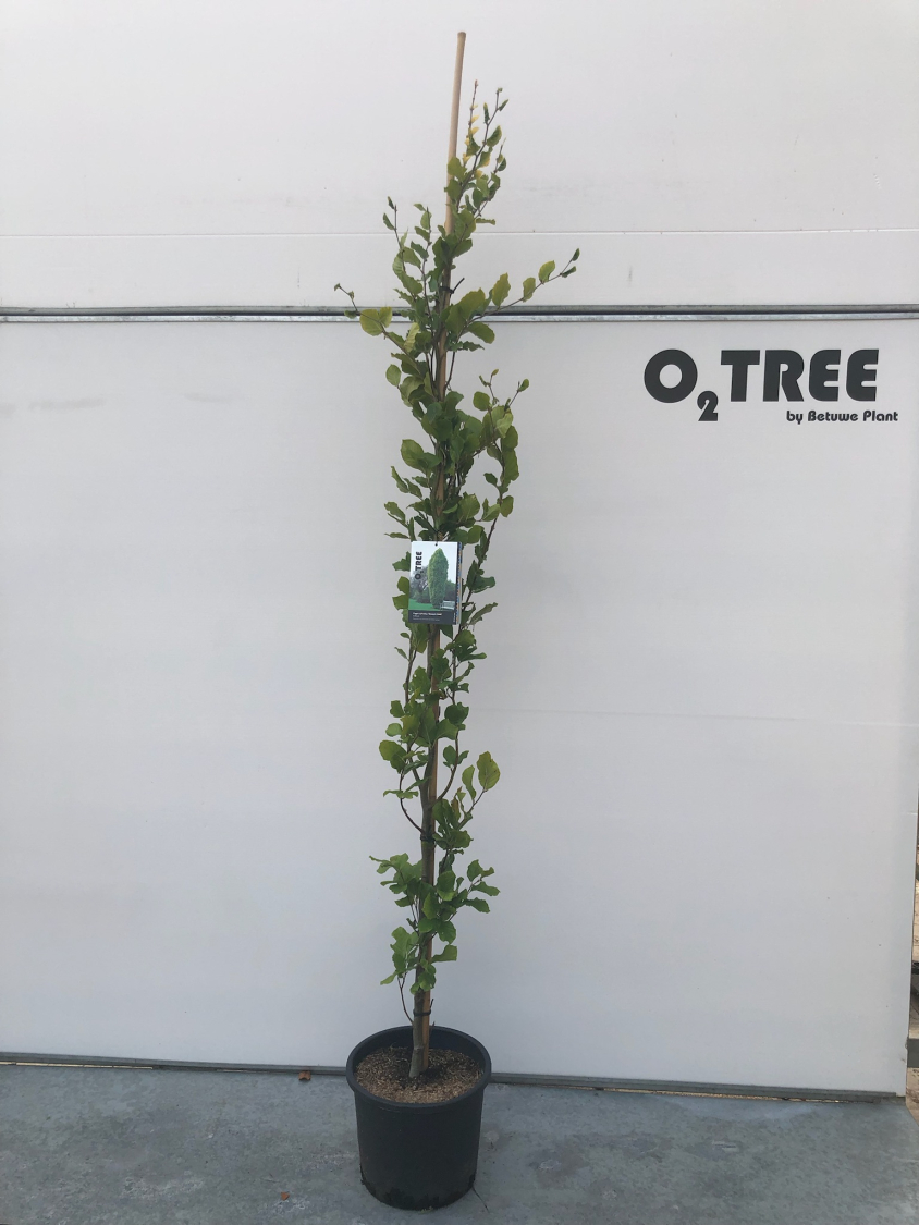 fagus-sylvatica--dawyck-gold--c15-175-200