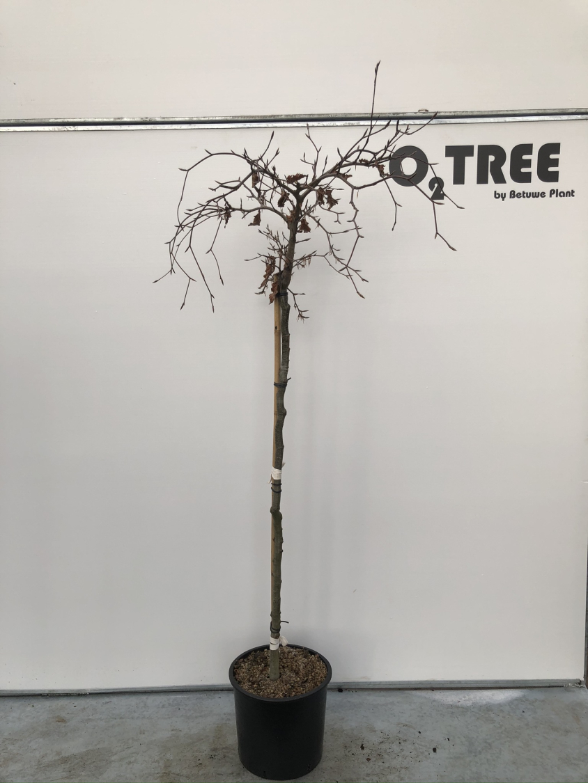 fagus-sylvatica--rohan-weeping--c15-120cm-zwaar