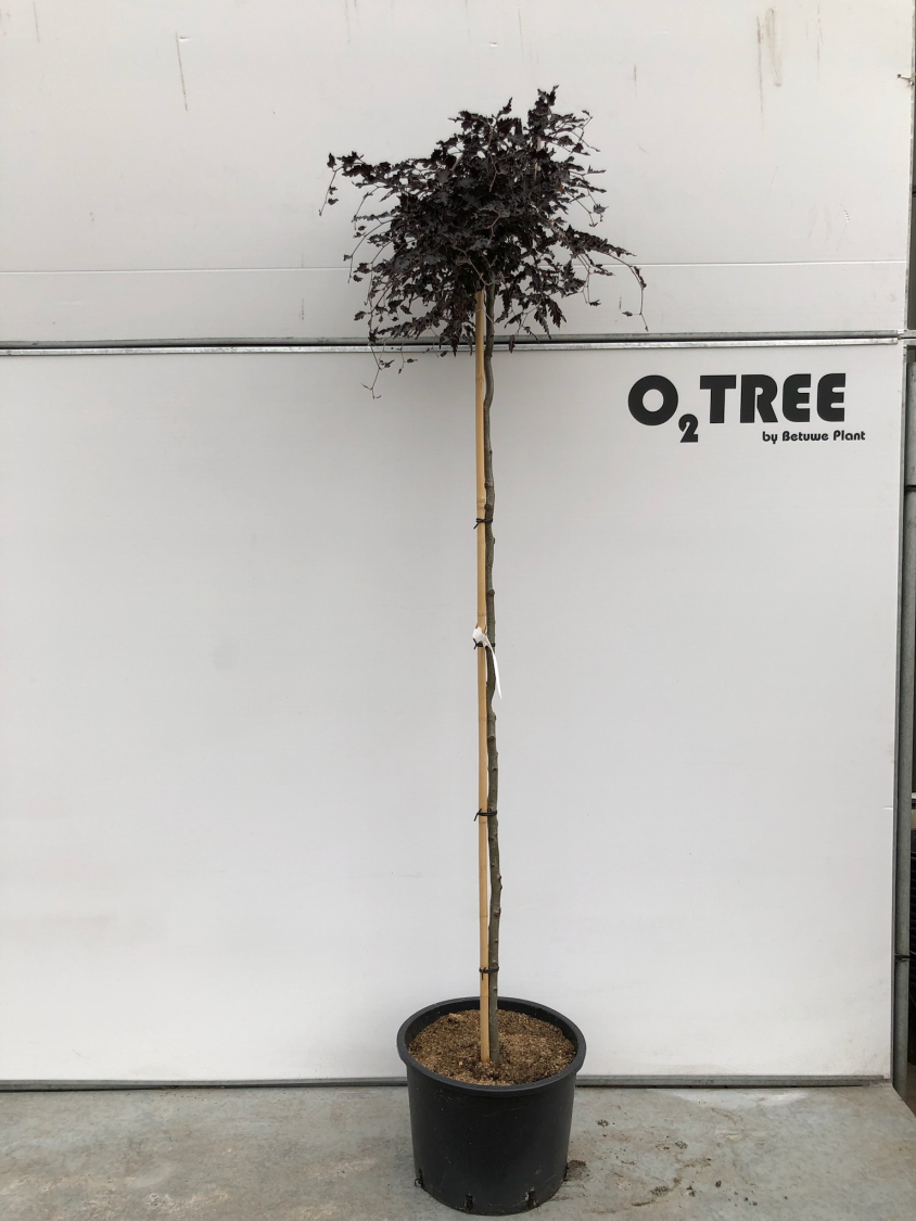 fagus-sylvatica--rohan-weeping--c35-200cm