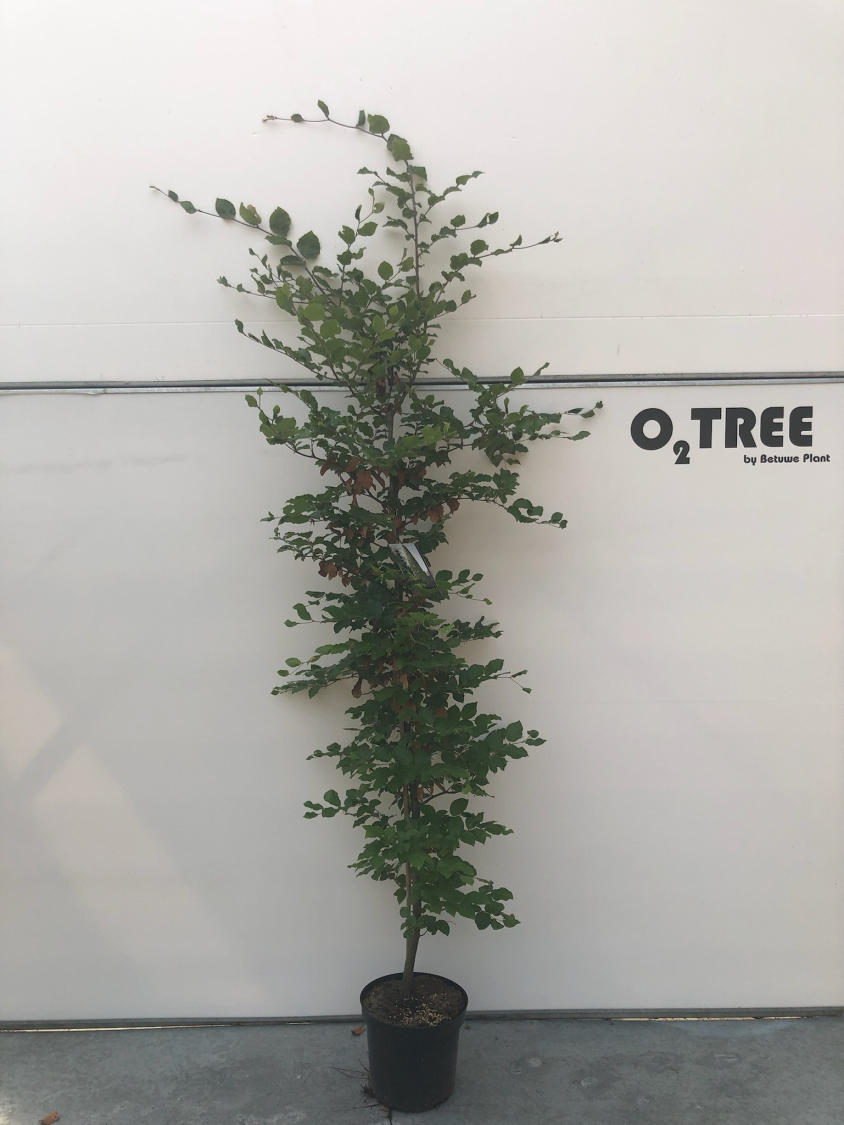 fagus-sylvatica-c12-200-250