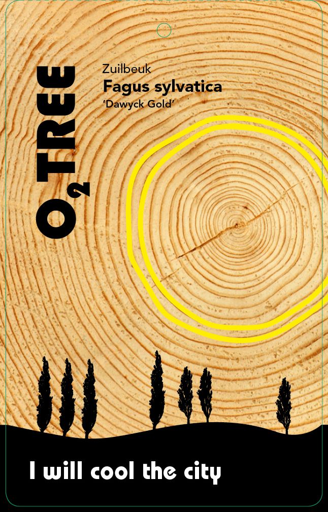 fagus-sylvatica-dawyck-gold-thema