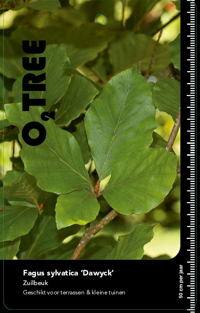 fagus-sylvatica-dawyck