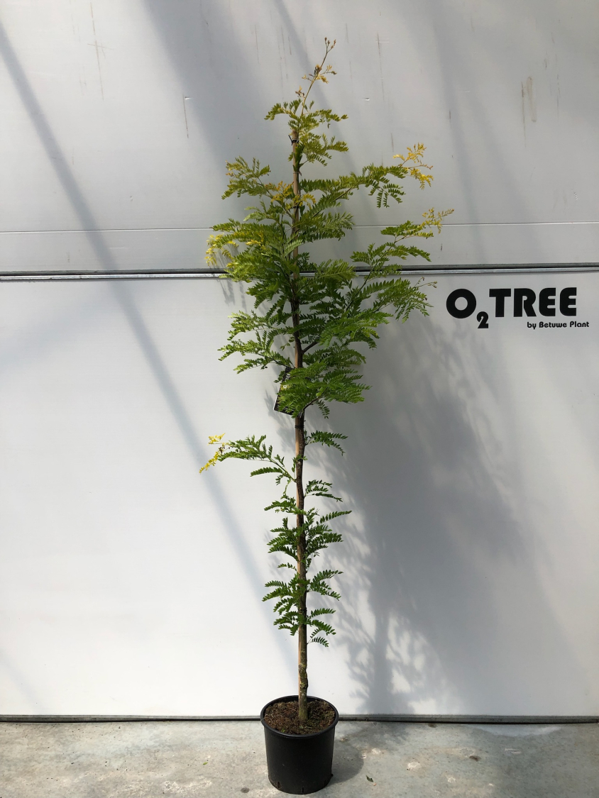 gleditsia-triacanthos--sunburst--c15-6-8-beveerd