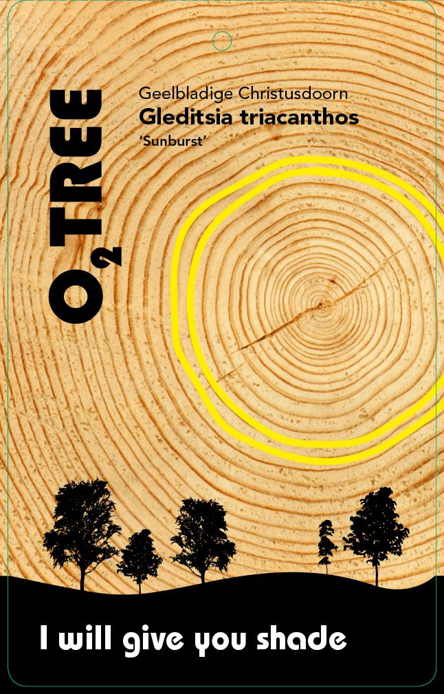 gleditsia-triacanthos-sunburst-thema