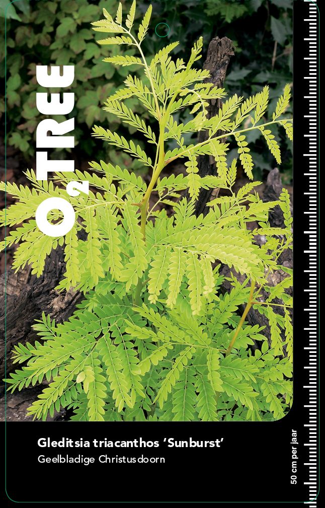 gleditsia-triacanthos-sunburst