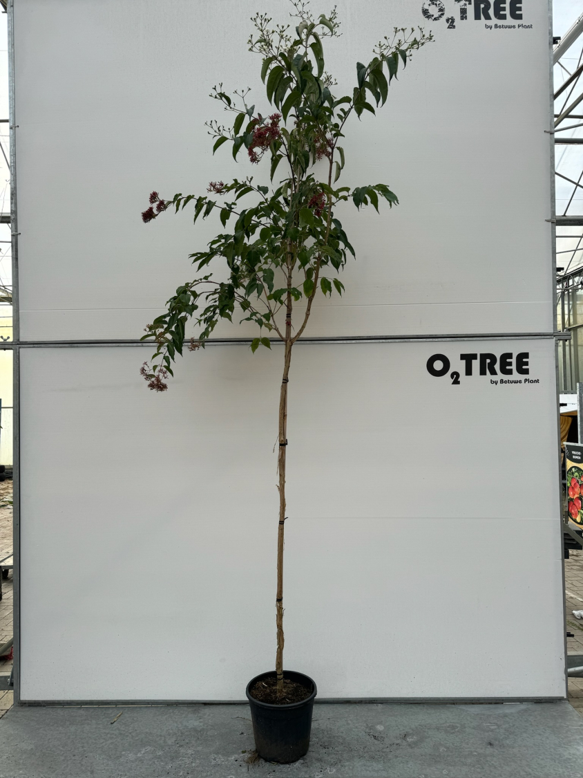 heptacodium-miconioides-c20-6-8