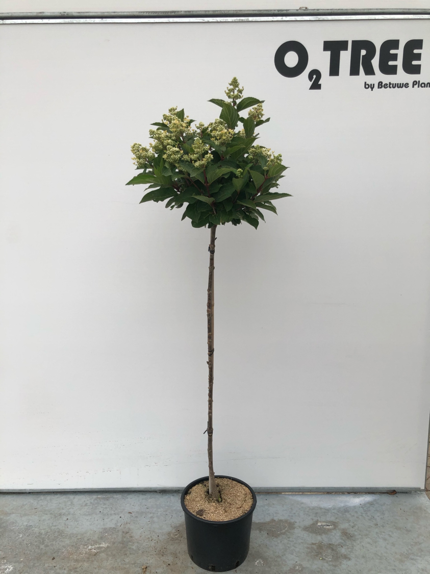 hydrangea-paniculata--hpopr018---pbr--early-harry-c10-120cm