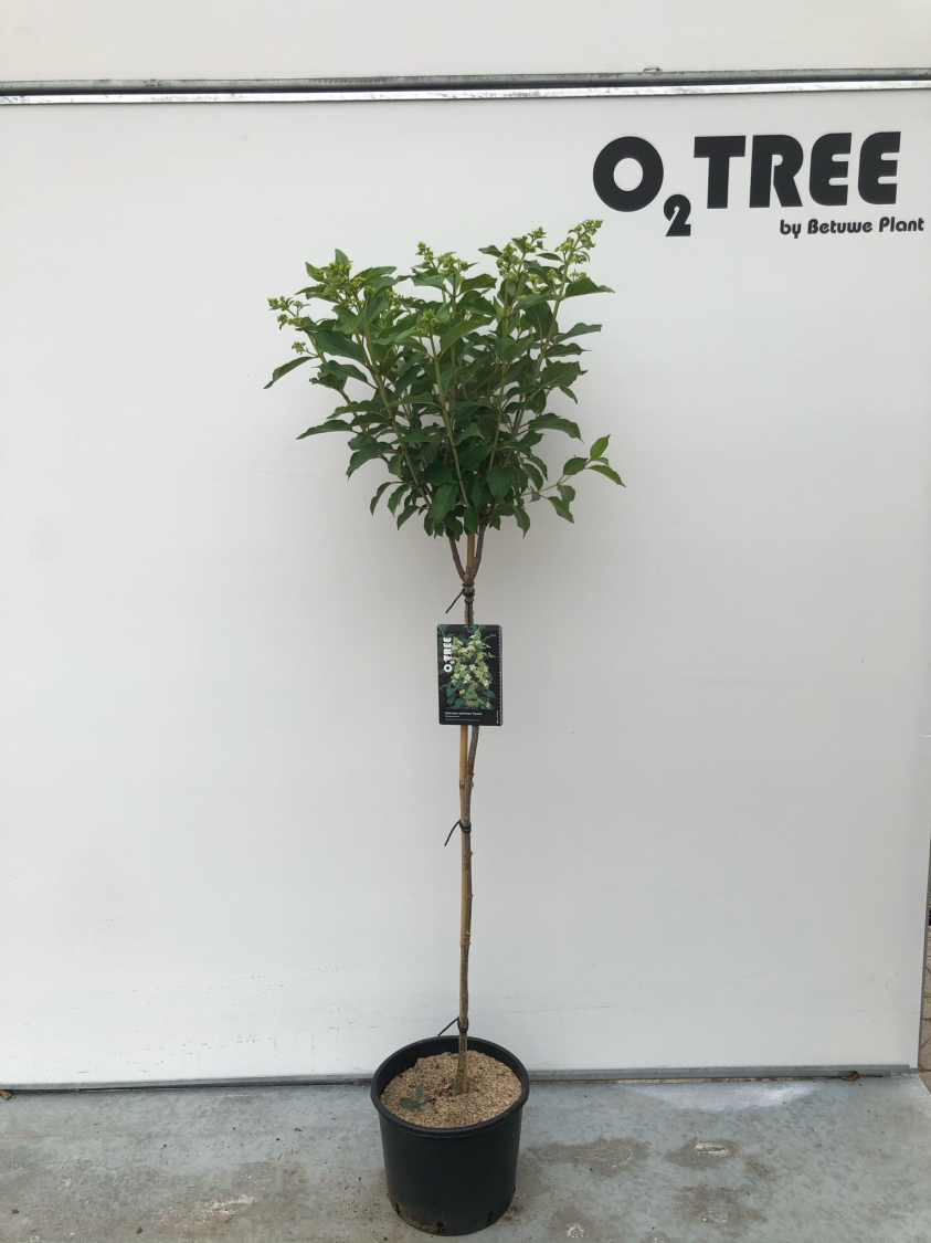 hydrangea-paniculata--kyushu--c10-90cm