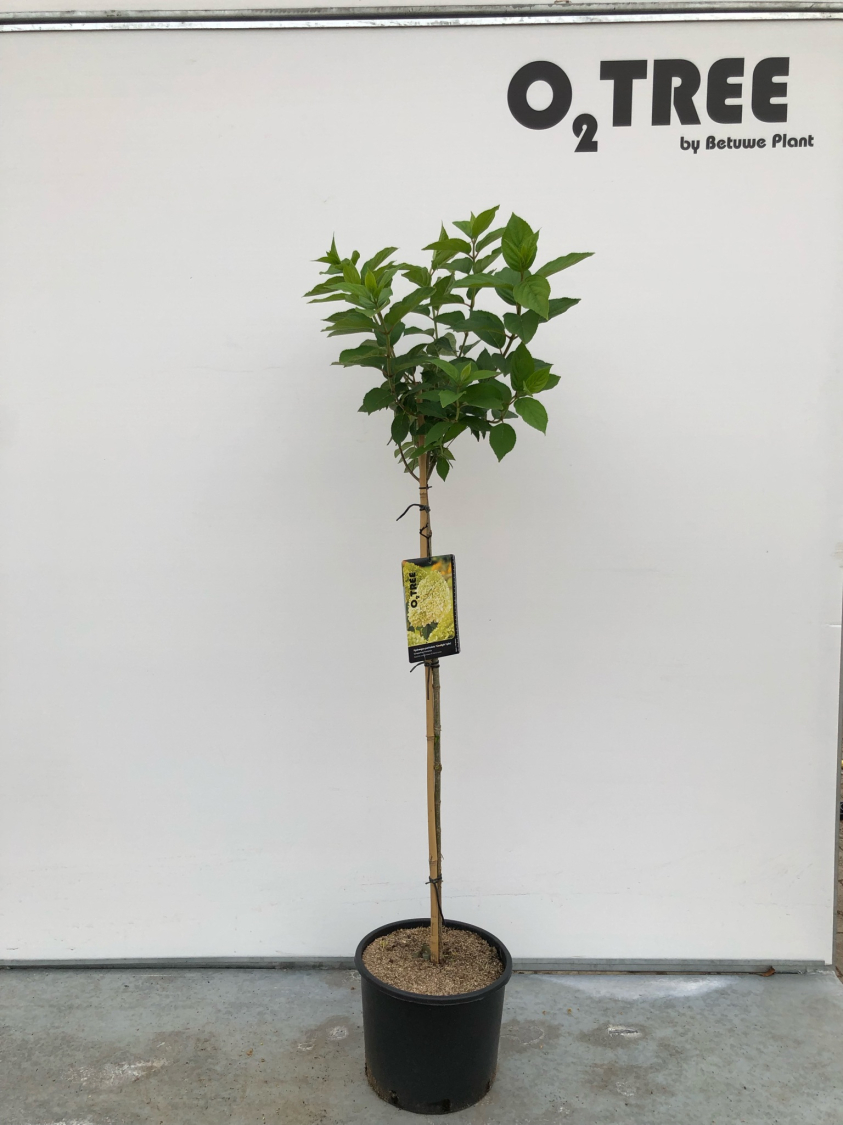 hydrangea-paniculata--limelight---pbr--c10-90cm