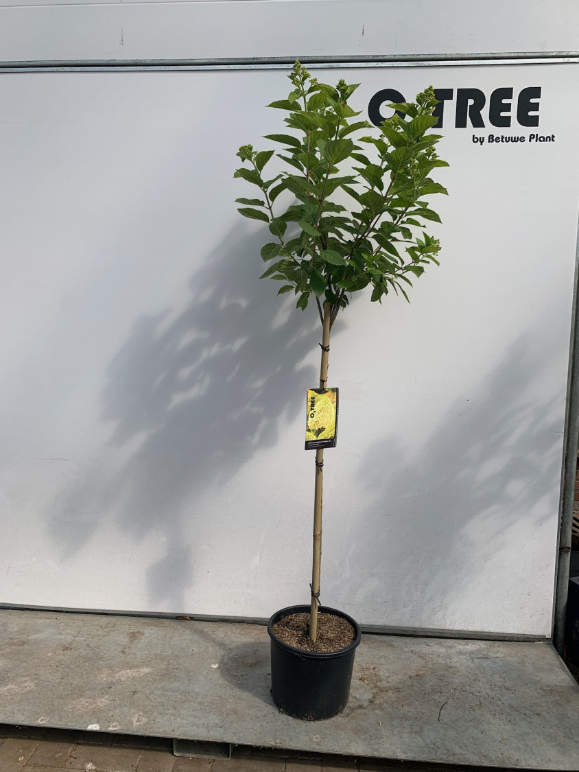 hydrangea-paniculata--limelight---pbr--c12-120cm