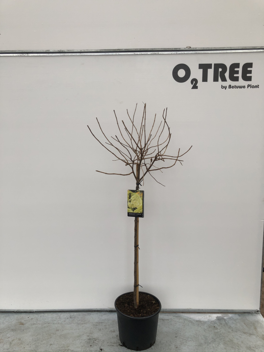 hydrangea-paniculata--limelight---pbr--c12-90cm-winter