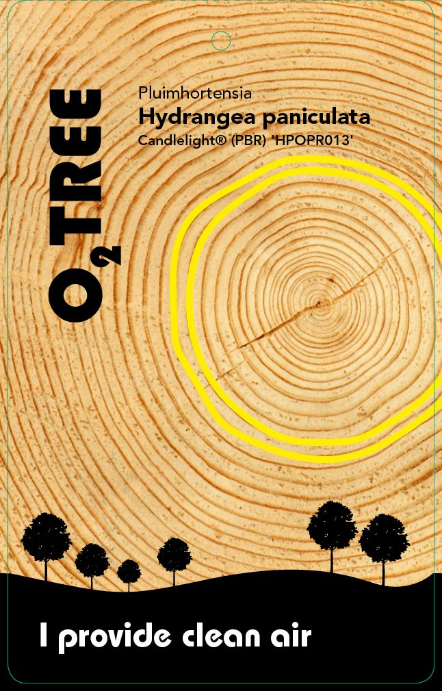 hydrangea-paniculata-candlelight-pbr-hpopr-thema