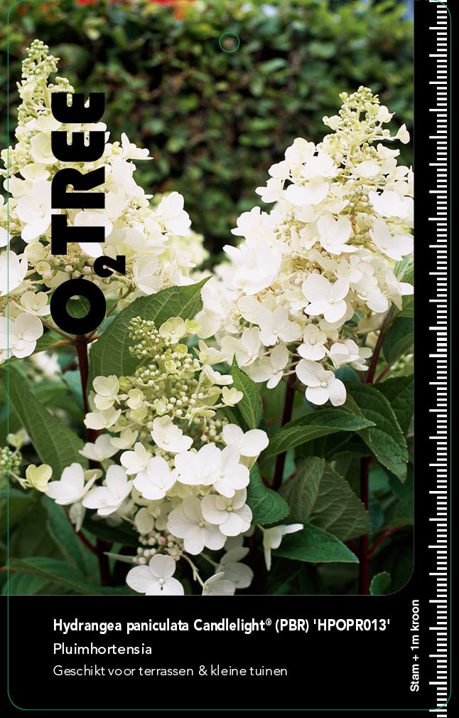 hydrangea-paniculata-candlelight-pbr-hpopr