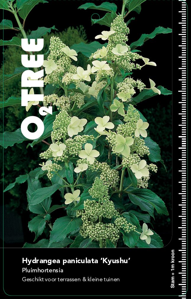 hydrangea-paniculata-kyushu