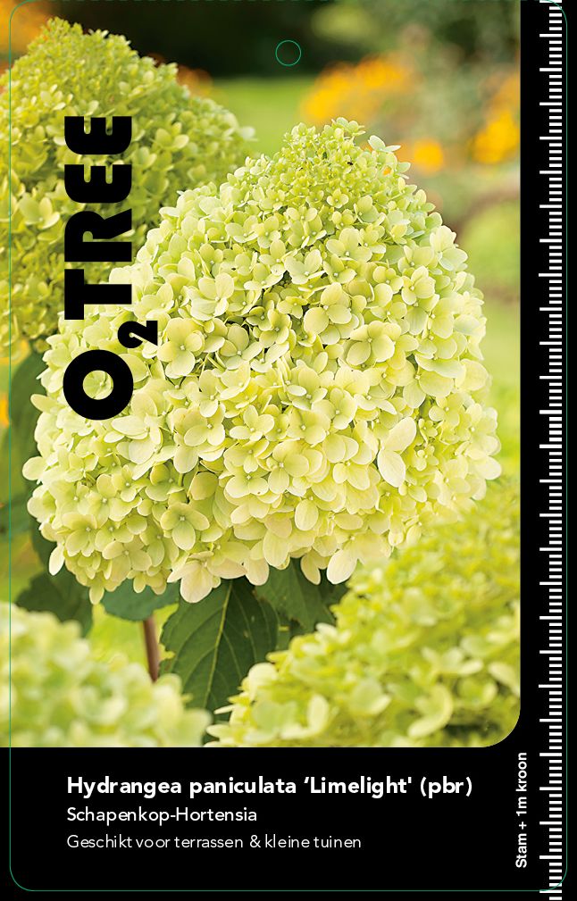 hydrangea-paniculata-limelight-pbr