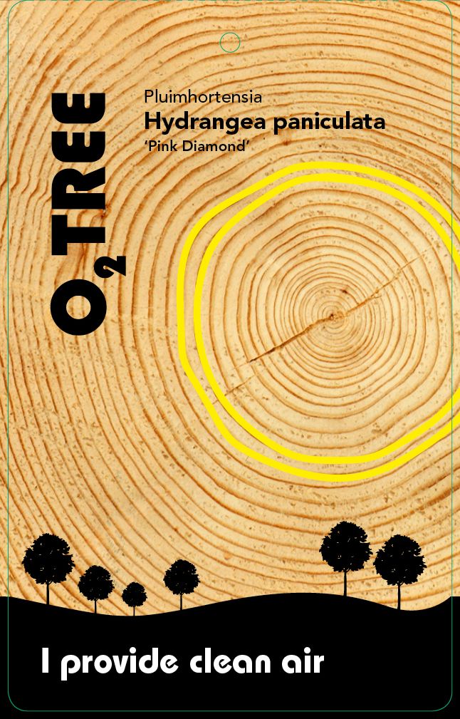 hydrangea-paniculata-pink-diamond-thema