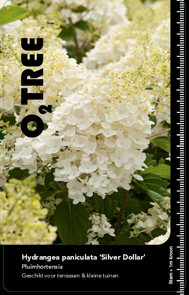 hydrangea-paniculata-silver-dollar