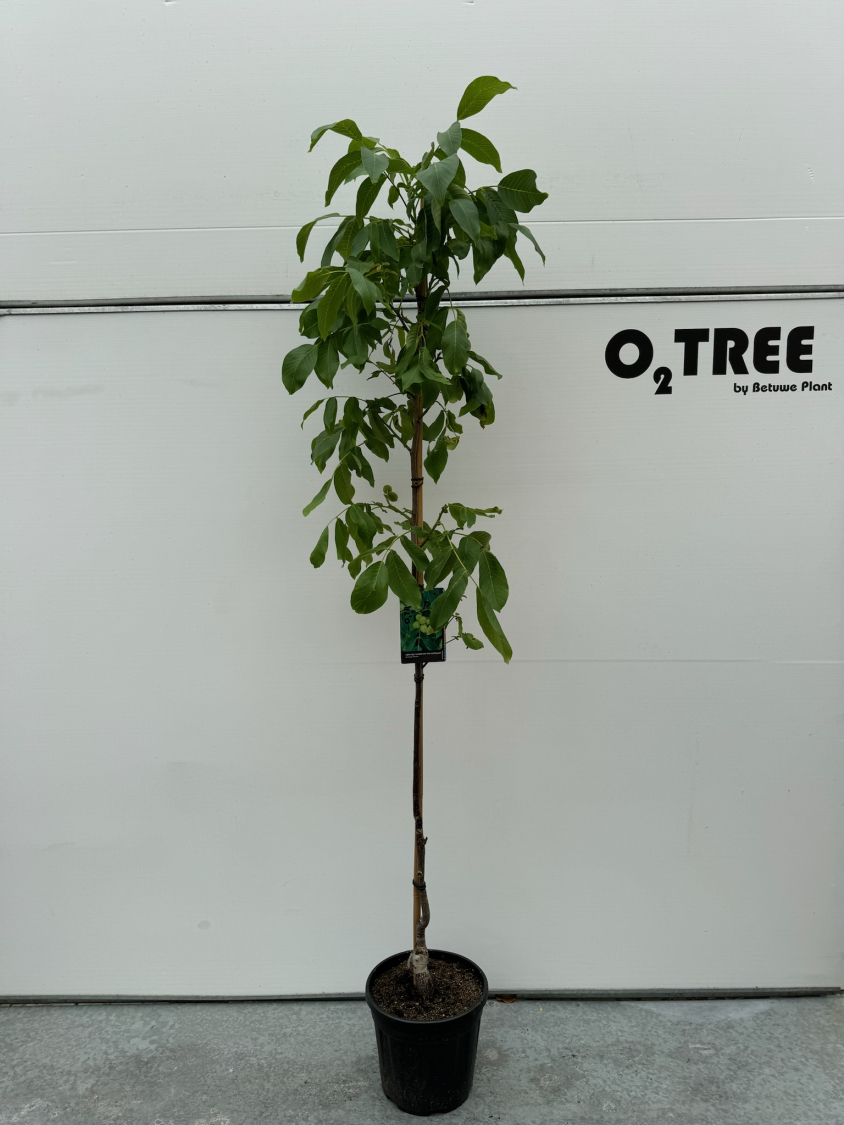 juglans-regia--veredelde-noot---snel-vruchtdragend--c12-175-200