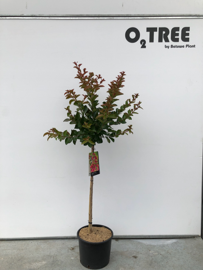 lagerstroemia-indica--purple-star--c10-80cm