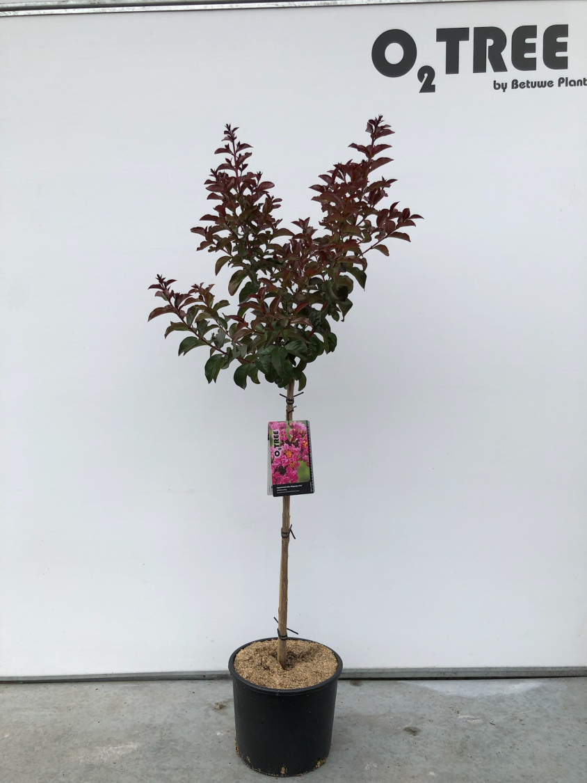 lagerstroemia-indica--rhapsody-in-pink--c10-80cm--2-