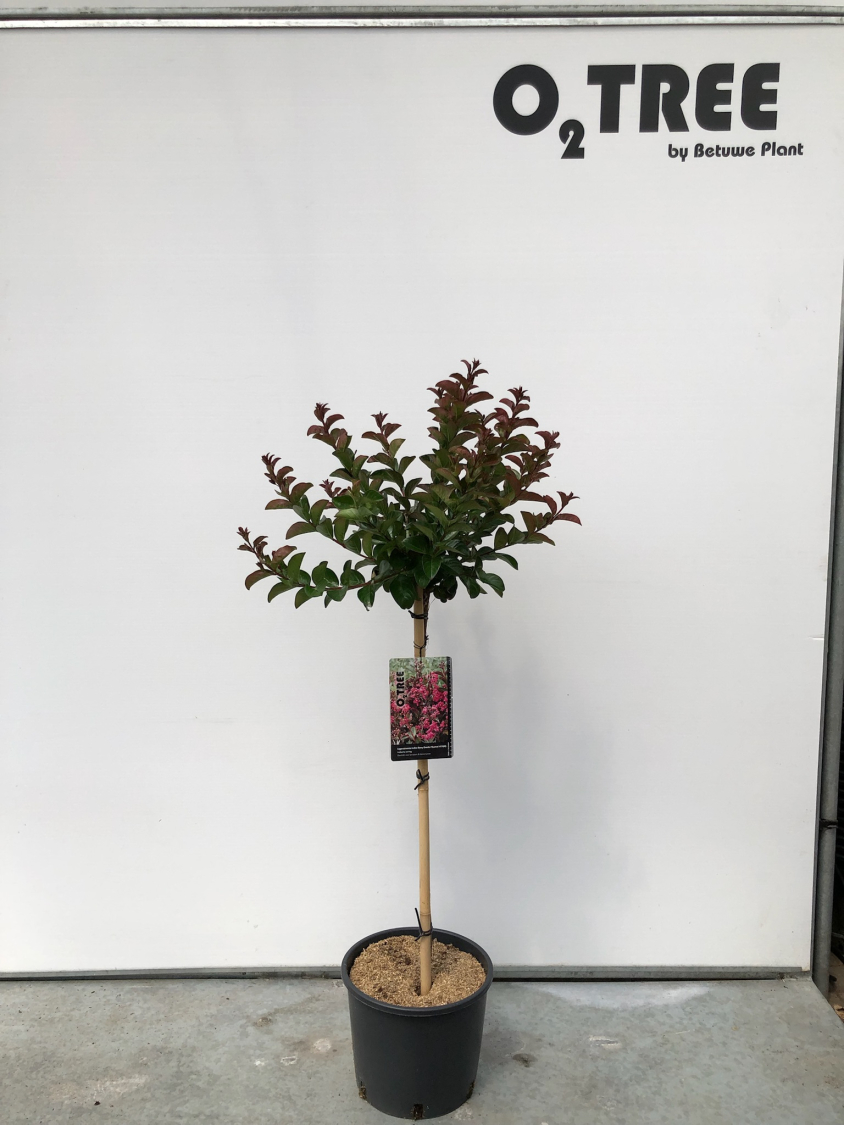 lagerstroemia-indica-berry-dazzle---gamad-vi-pbr--c10-80cm--2-