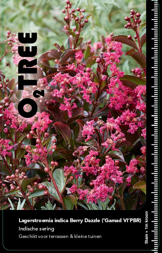 lagerstroemia-indica-berry-dazzle