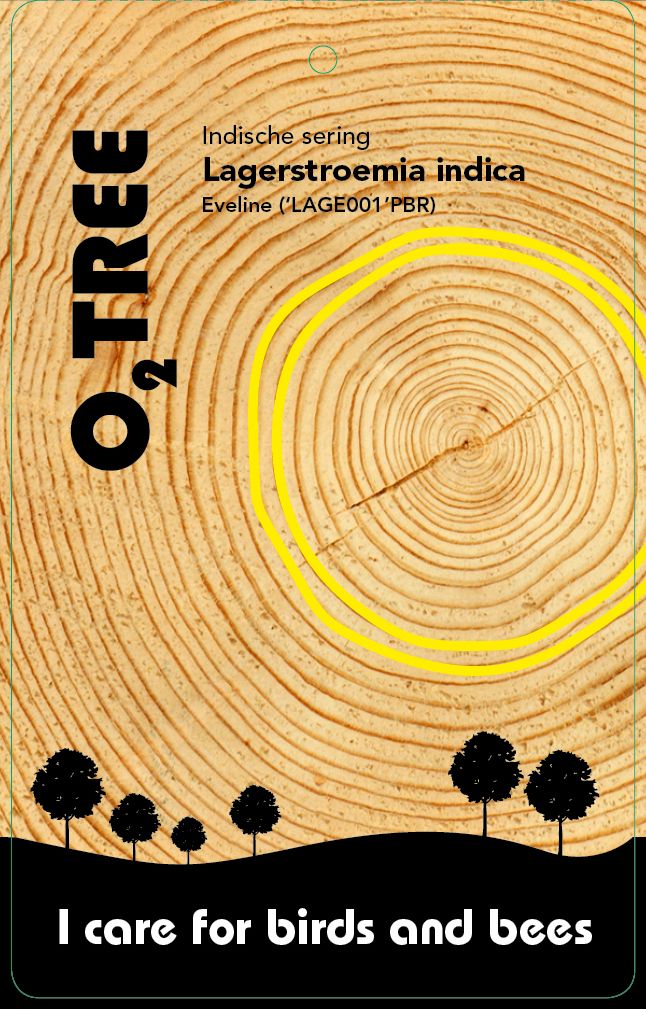 lagerstroemia-indica-eveline-thema