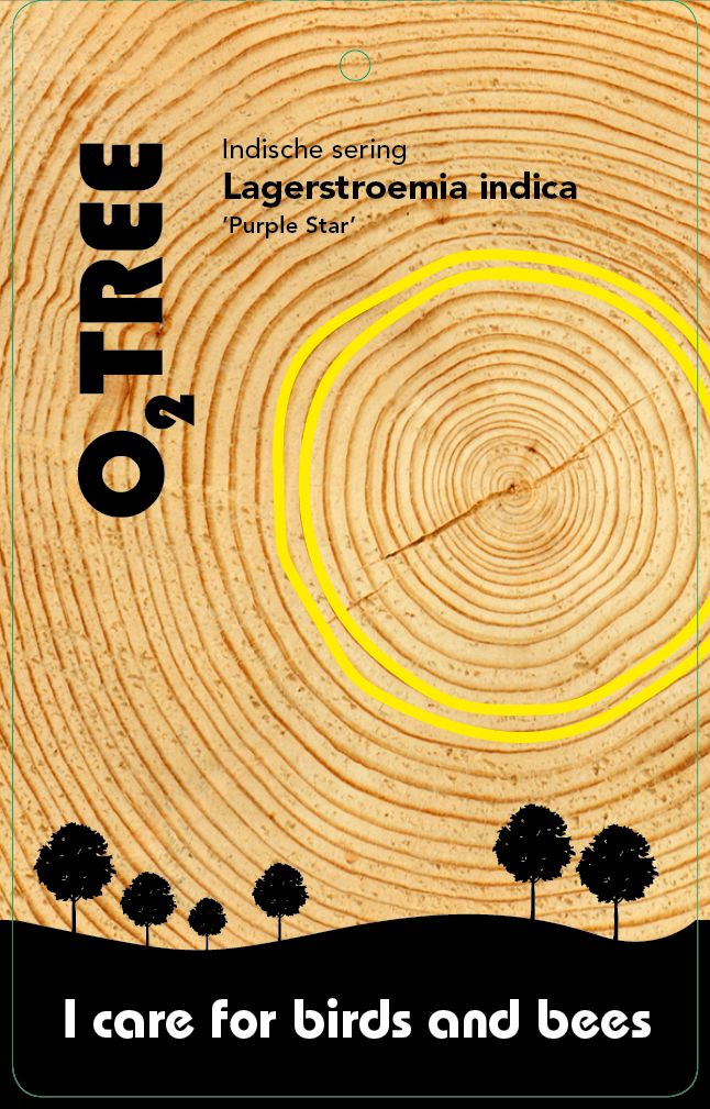 lagerstroemia-indica-purple-star-thema