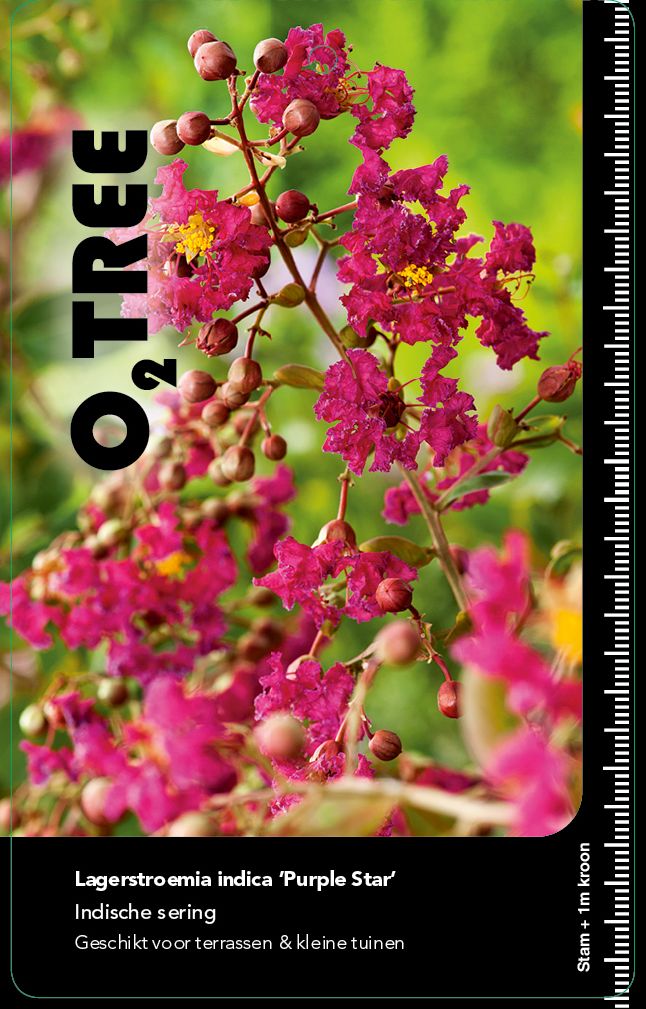 lagerstroemia-indica-purple-star