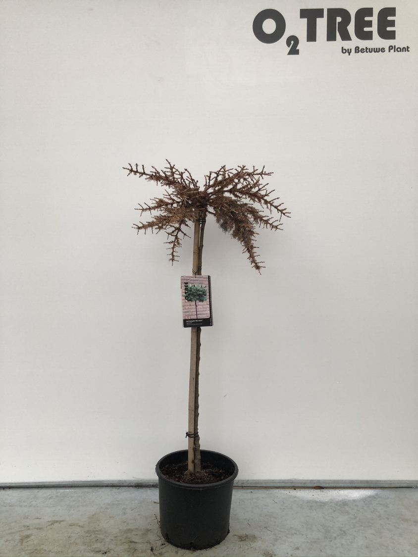 larix-kaempferi--blue-dwarf--c10-100cm