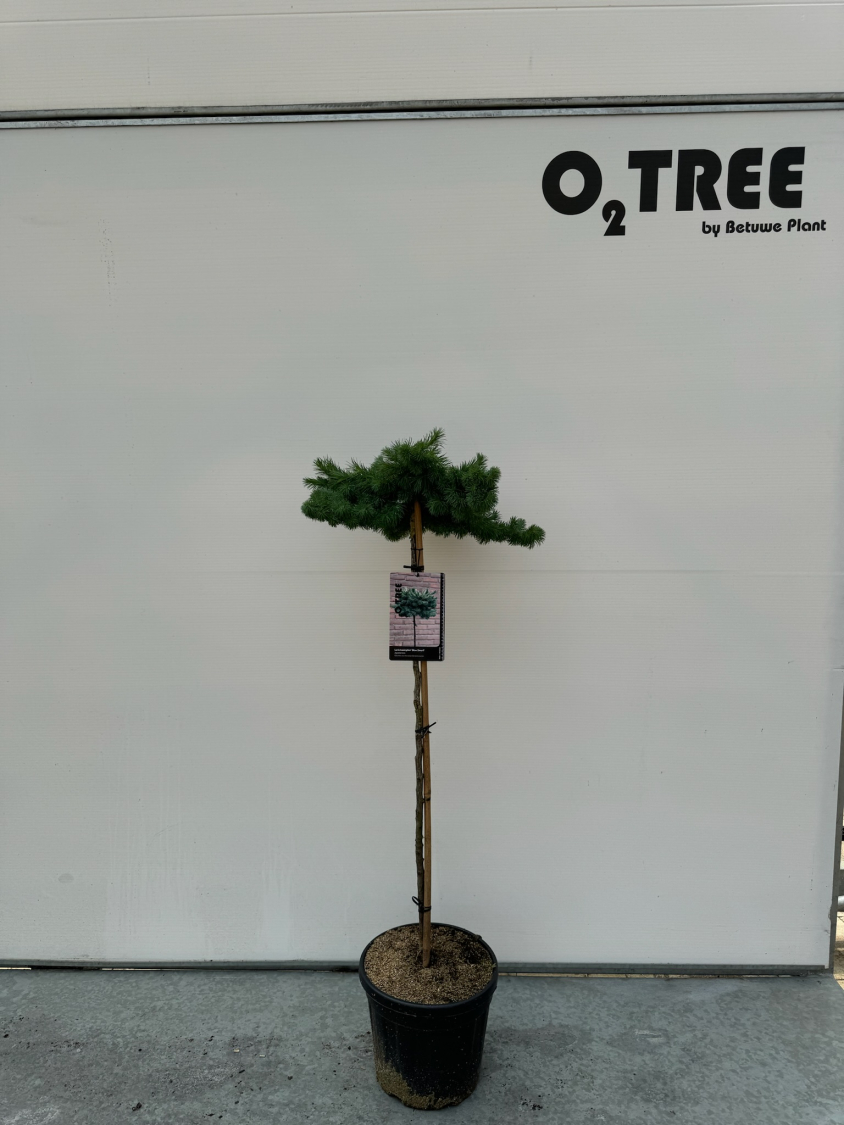 larix-kaempferi--blue-dwarf--c10-90cm--2-