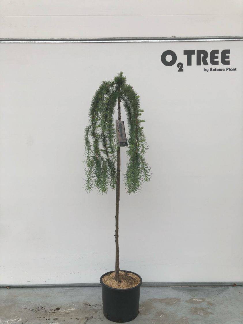 larix-kaempferi--stiff-weeping--c10-120cm--2-