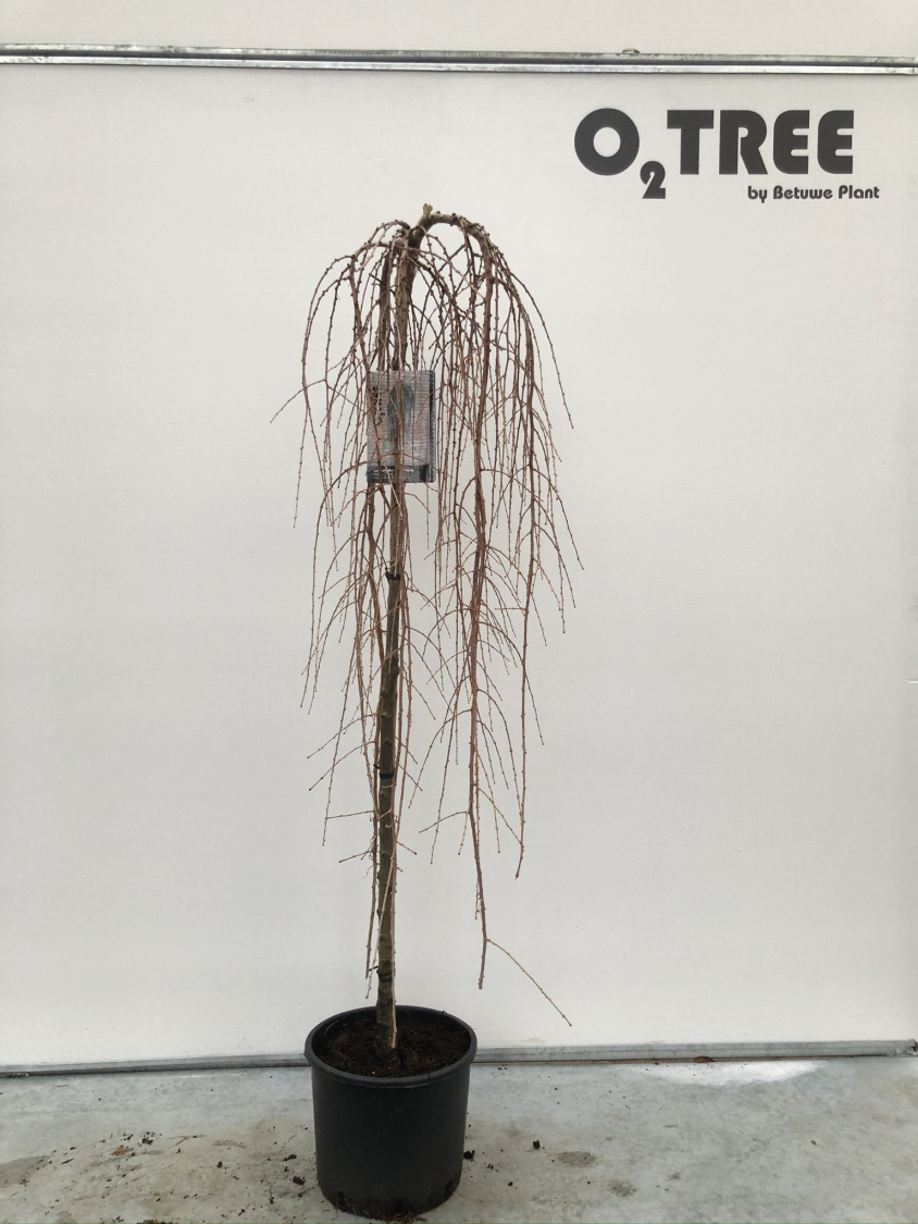 larix-kaempferi--stiff-weeping--c10-120cm