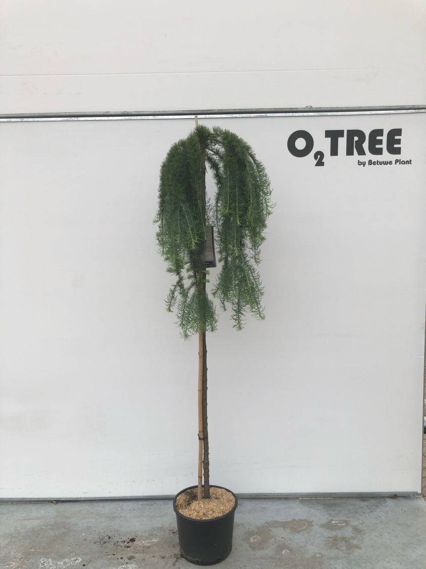larix-kaempferi--stiff-weeping--c12-150cm--2-