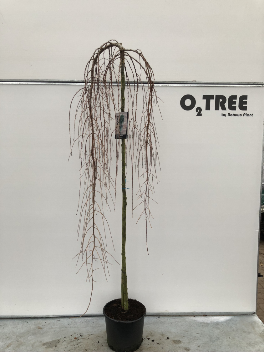 larix-kaempferi--stiff-weeping--c15-180cm