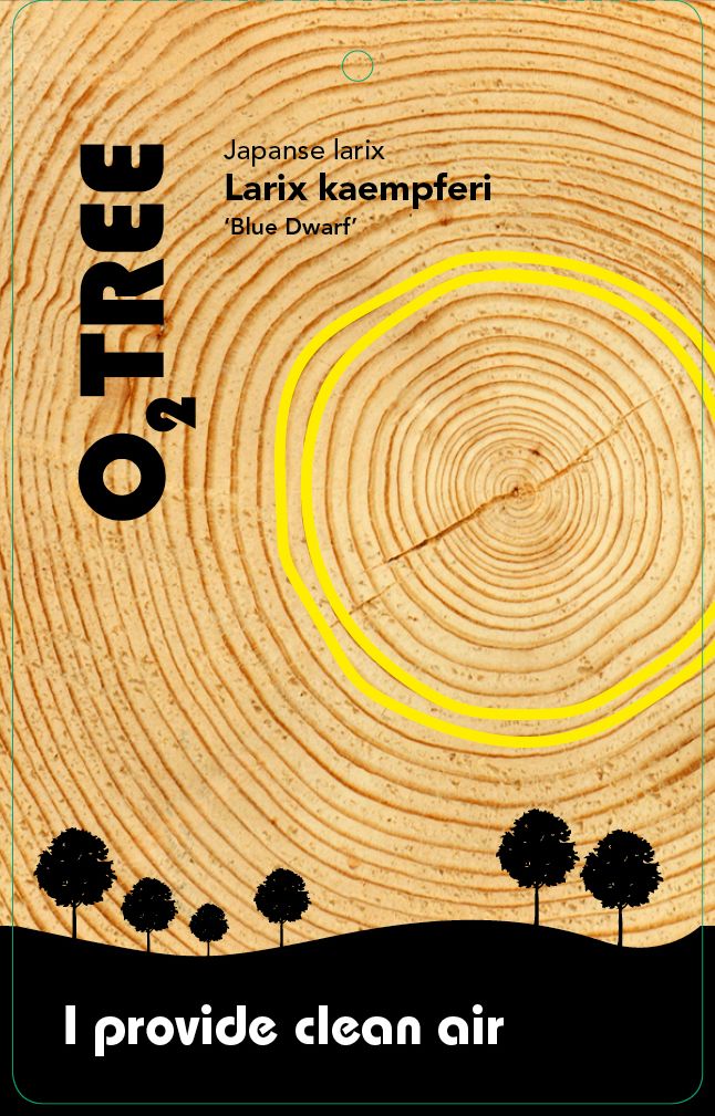 larix-kaempferi-blue-dwarf-thema