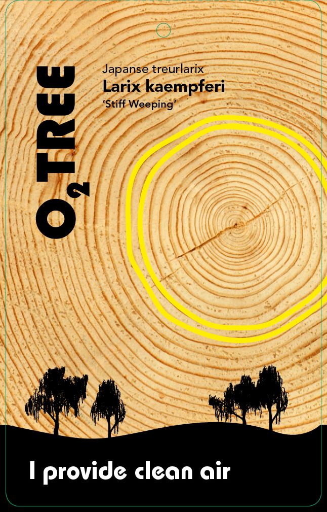 larix-kaempferi-stiff-weeping-thema