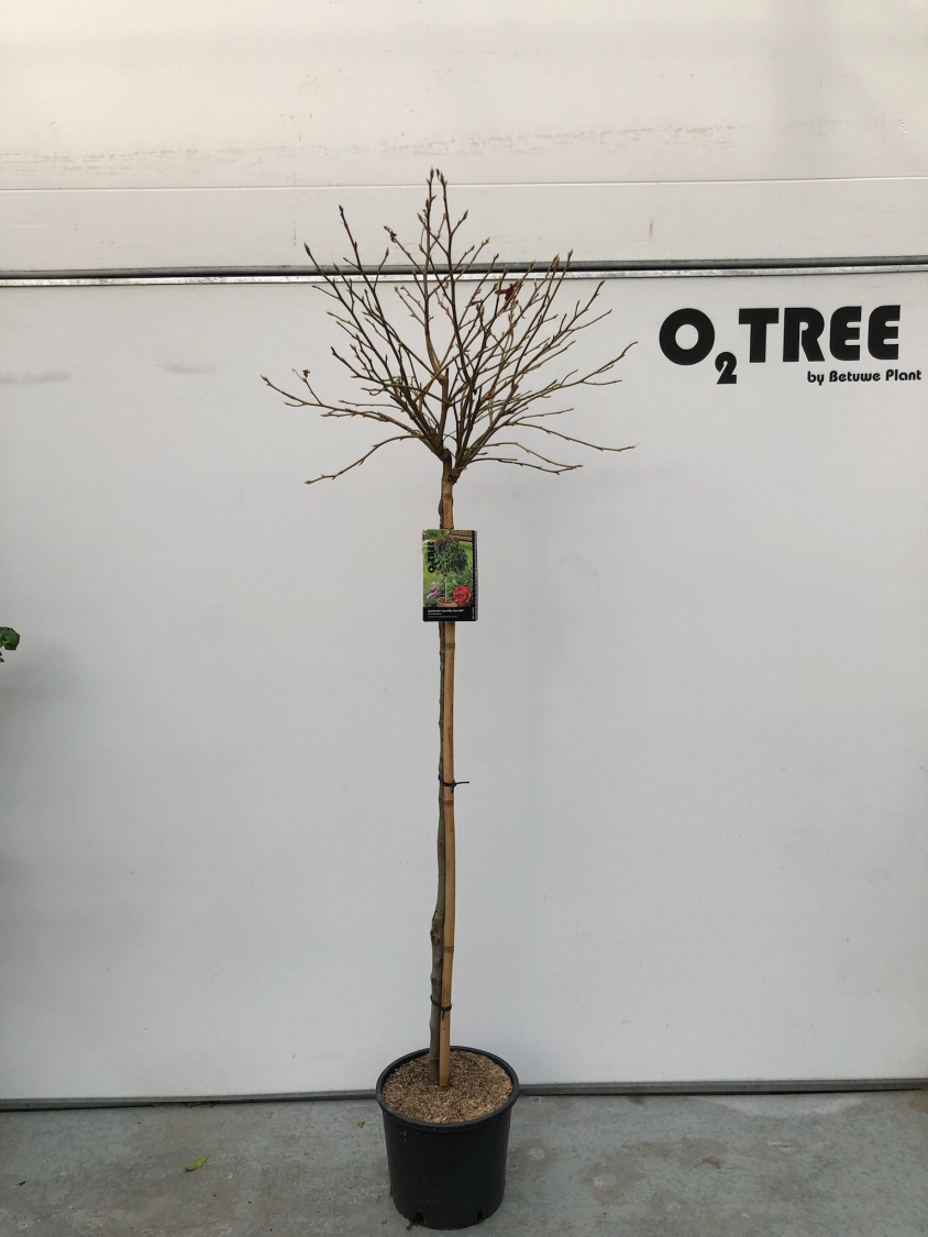 liquidambar-styraciflua--gum-ball--c10-120cm