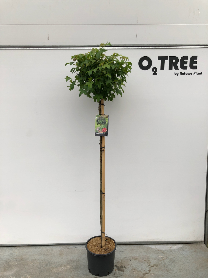 liquidambar-styraciflua--gum-ball--c12-120cm